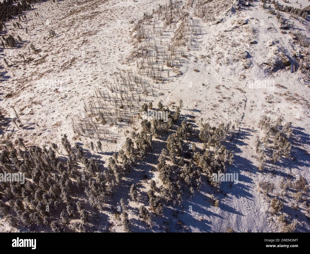 Una foto aerea mozzafiato che cattura la bellezza incontaminata del paesaggio invernale di Altai, con alberi e terreni innevati. Foto Stock