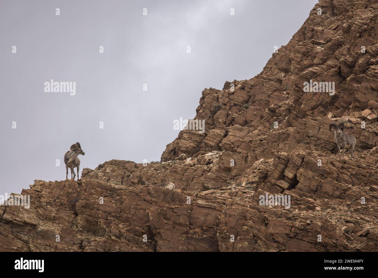 Argali, Ovis ammon, Tsokar, Ladakh, India Foto Stock