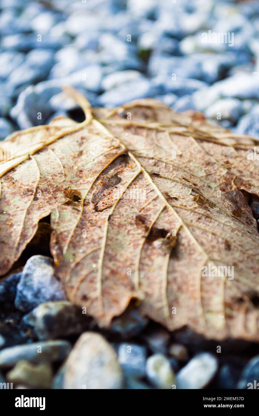 Foto macro di foglie d'acero cadute asciutte su pietre grigie Foto Stock