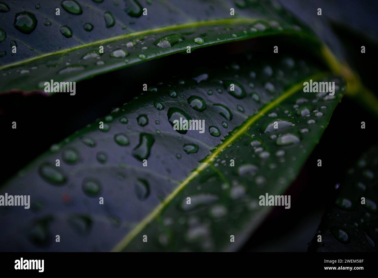 Macro shot di gocce di pioggia sulle foglie verdi di un cespuglio Foto Stock