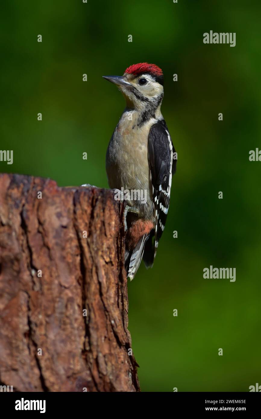 Giovane picchio maculato su un ceppo d'albero Foto Stock