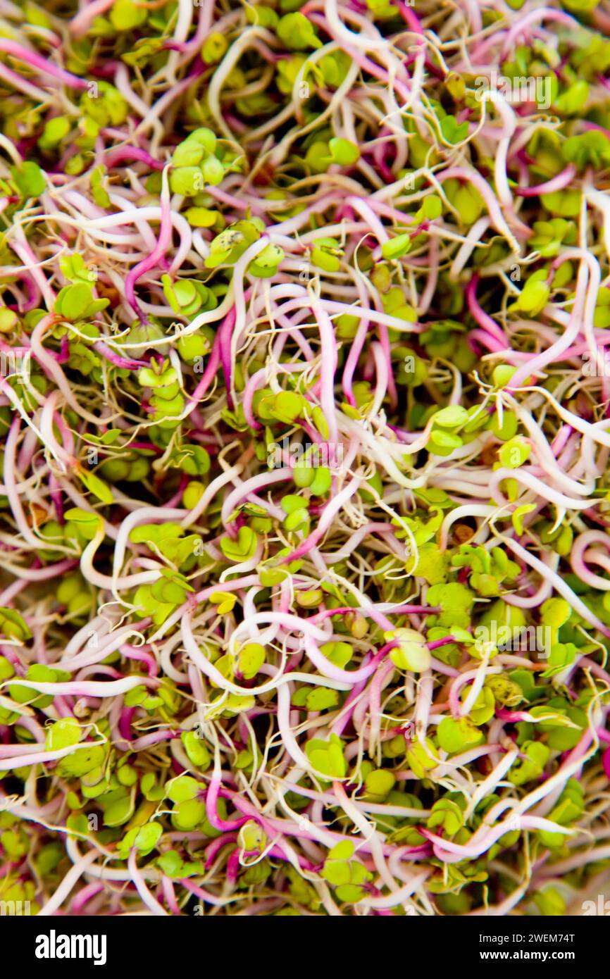 Primo piano dei germogli di Sango Radish Foto Stock