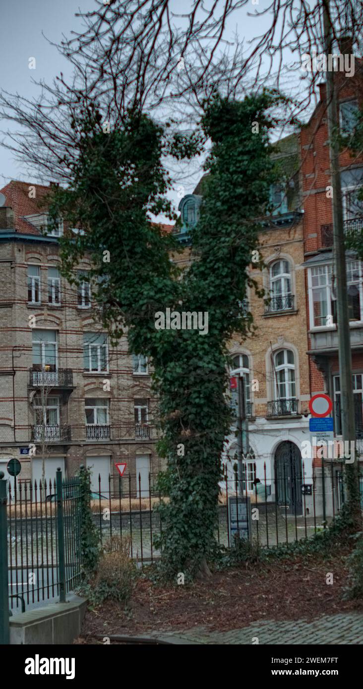 Forma insolita dell'albero. Inoltre, l'albero è completamente ricoperto di gigli. Strade di Bruxelles Foto Stock