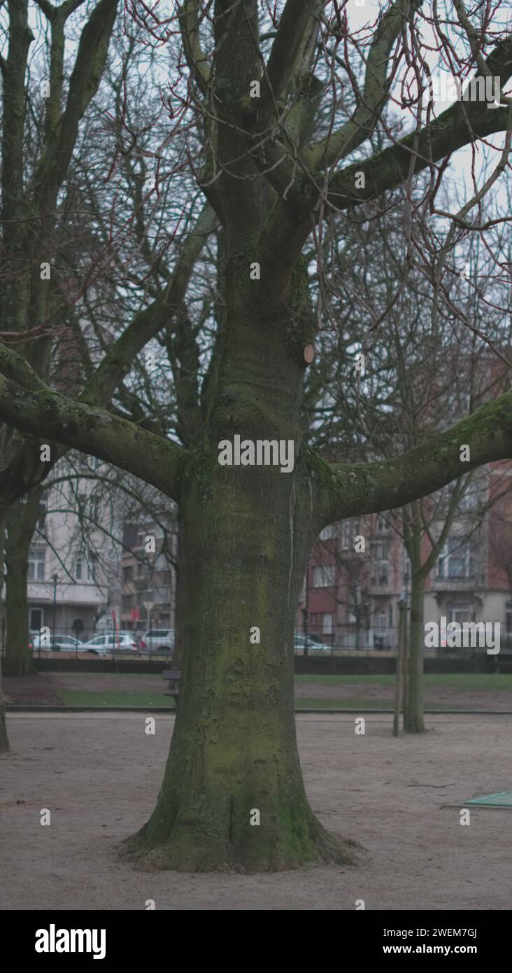 Forma insolita dell'albero. Lo stabilimento è entrato in ibernazione e aspetta l'arrivo dell'estate. Flora e alberi di Bruxelles. Foto Stock