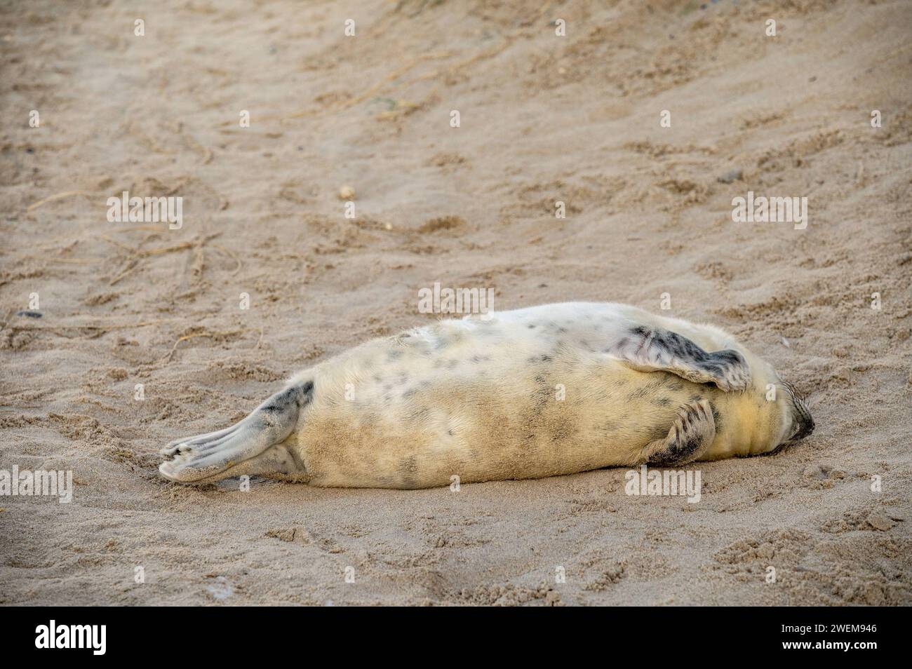 Kegelrobben-Baby-Saison auf der Helgoländer Düne. Helgoland ist eine Insel im Bereich der Deutschen Bucht der Nordsee. Die ursprünglich größere Insel zerbrach in der Neujahrsflut 1721 seitdem existiert die als Düne bezeichnete Nebeninsel. Berlin Berlin Deutschland *** la foca grigia è un'isola nella zona della baia tedesca del Mare del Nord. L'isola originariamente più grande si è sciolta durante la marea di Capodanno del 1721 da allora l'isola laterale conosciuta come duna è esistita Berlino Berlino Germania Foto Stock