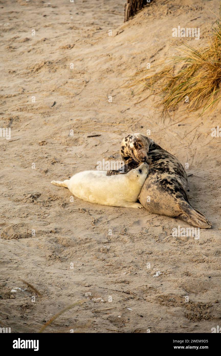 Kegelrobben-Baby-Saison auf der Helgoländer Düne. Helgoland ist eine Insel im Bereich der Deutschen Bucht der Nordsee. Die ursprünglich größere Insel zerbrach in der Neujahrsflut 1721 seitdem existiert die als Düne bezeichnete Nebeninsel. Berlin Berlin Deutschland *** la foca grigia è un'isola nella zona della baia tedesca del Mare del Nord. L'isola originariamente più grande si è sciolta durante la marea di Capodanno del 1721 da allora l'isola laterale conosciuta come duna è esistita Berlino Berlino Germania Foto Stock