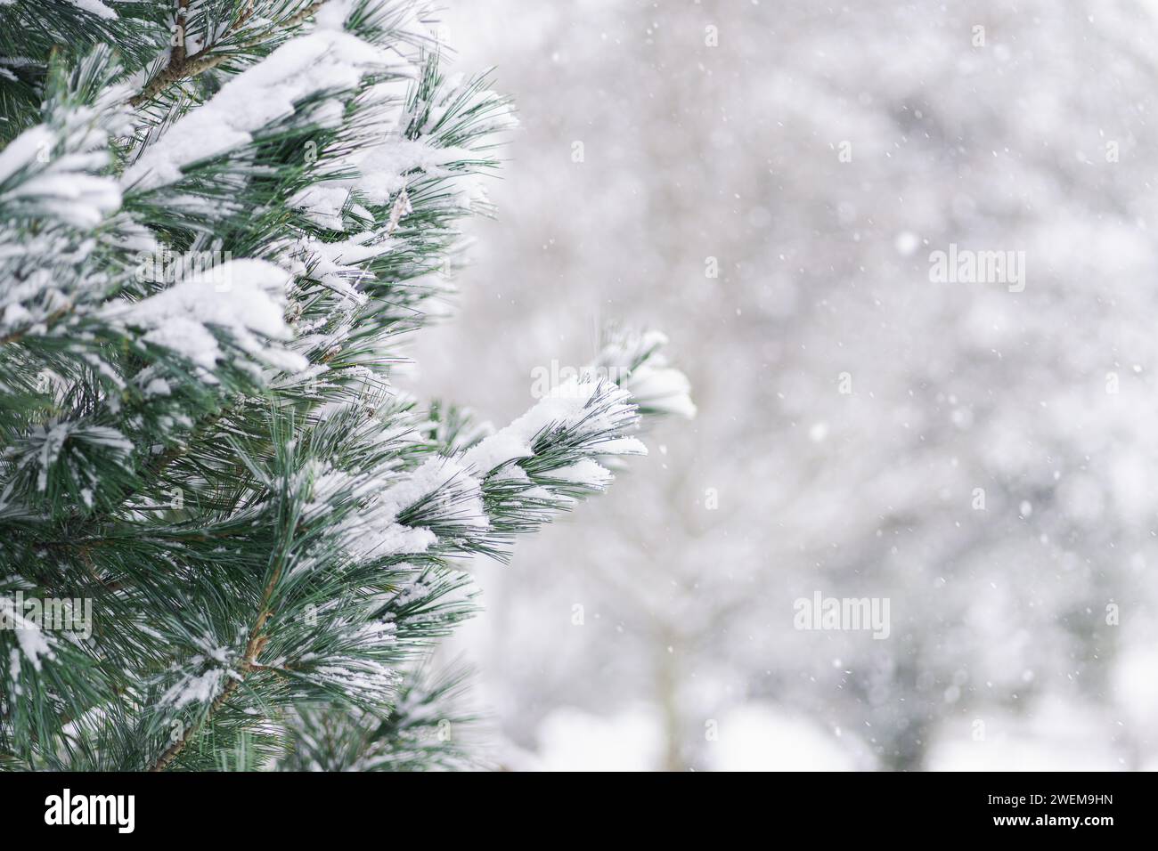 Winter Snow Falling on Pine Tree Close Up with Copy Foto Stock