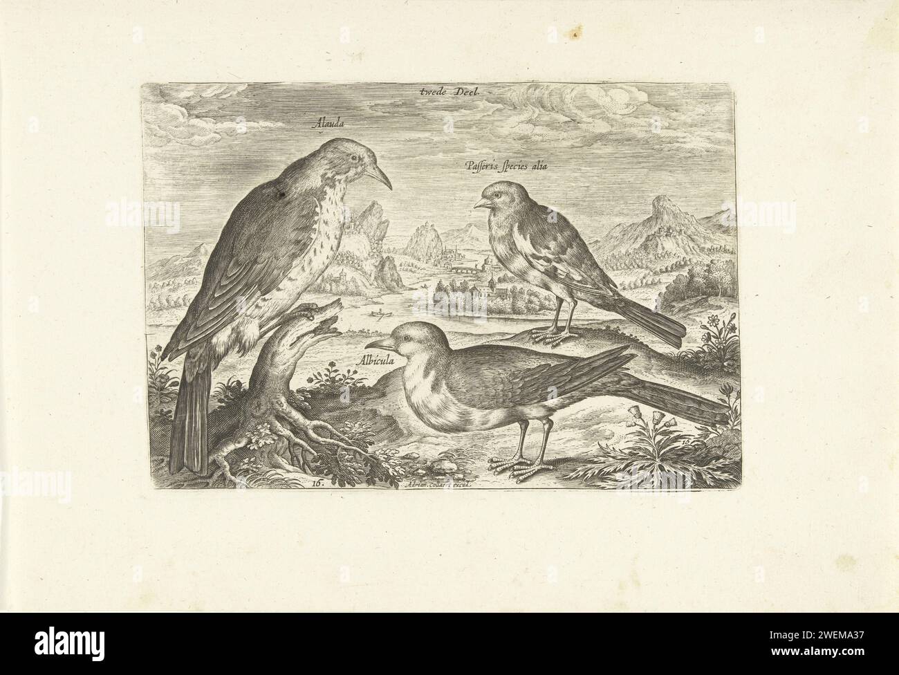 Tre uccelli in un paesaggio, Adriaen Collaert, 1598 - 1602 stampano Una larice e due uccelli più piccoli in un paesaggio fluviale. La stampa fa parte di una serie con gli uccelli come soggetto. incisione di carta canto-uccelli: lark. song-birds. fiume (+ paesaggio con figure, personale) Foto Stock