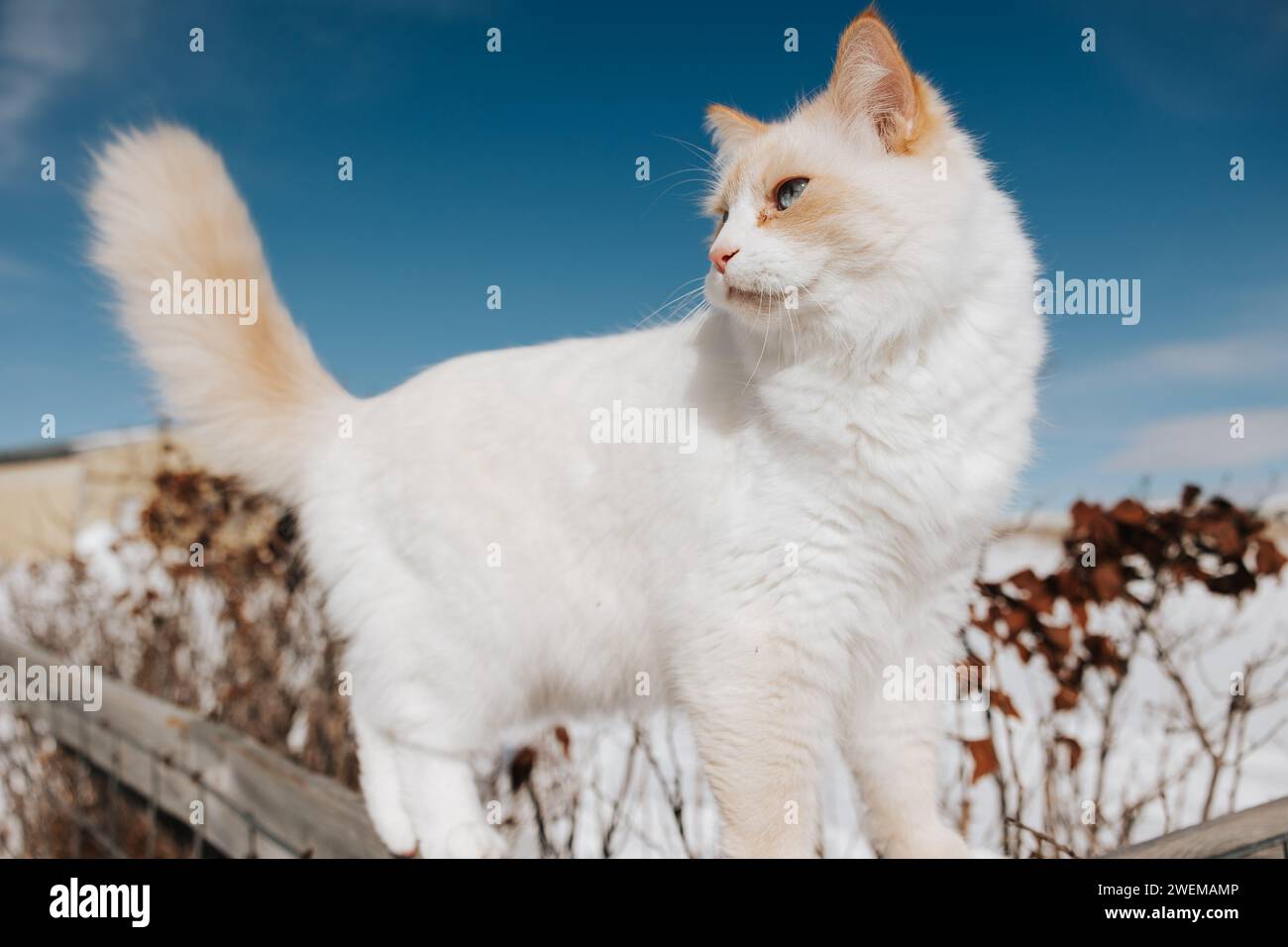 Il gatto bianco soffice ama arrampicarsi su una recinzione innevata Foto Stock