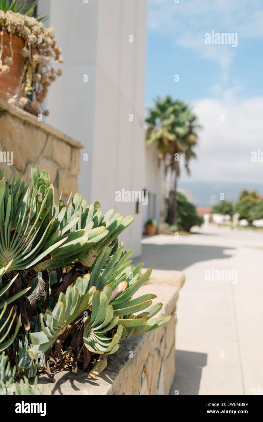 Piante del deserto decorano un edificio bianco della California meridionale Foto Stock