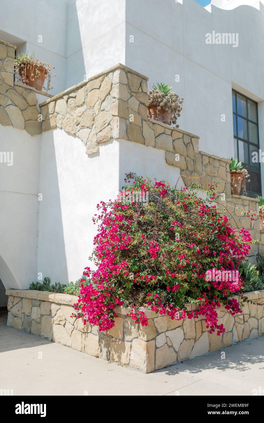 Bouganvillea rosa in un letto di fiori di pietra vicino a un edificio bianco Foto Stock