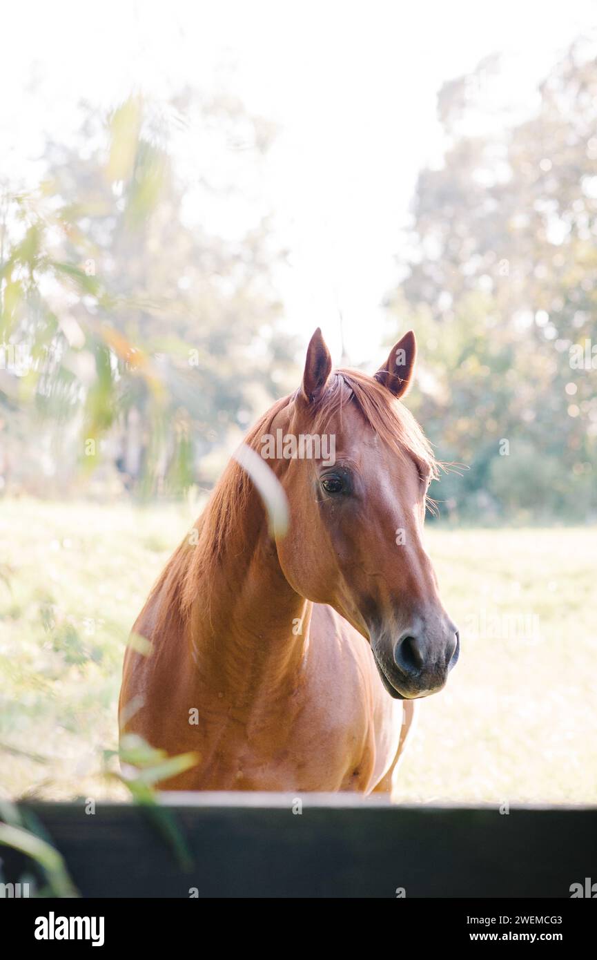 Cavallo castagno nella fattoria rurale Foto Stock