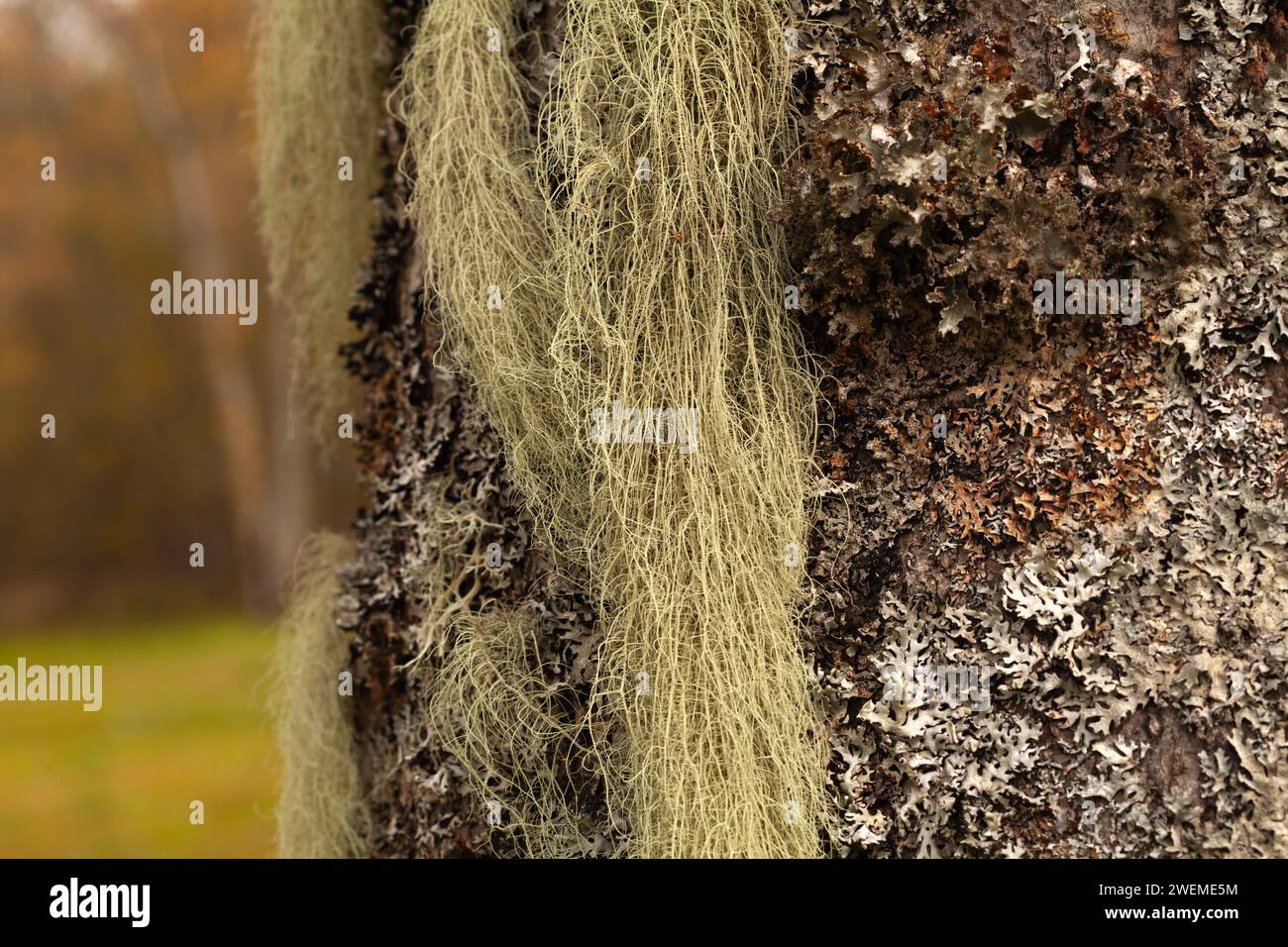 Lichen lungo, per lo più verde grigiastro pallido su un tronco di ontano. Usnea, arbusto, barba, barba di vecchio, barba di licheni, o muschio di barba. Foto Stock