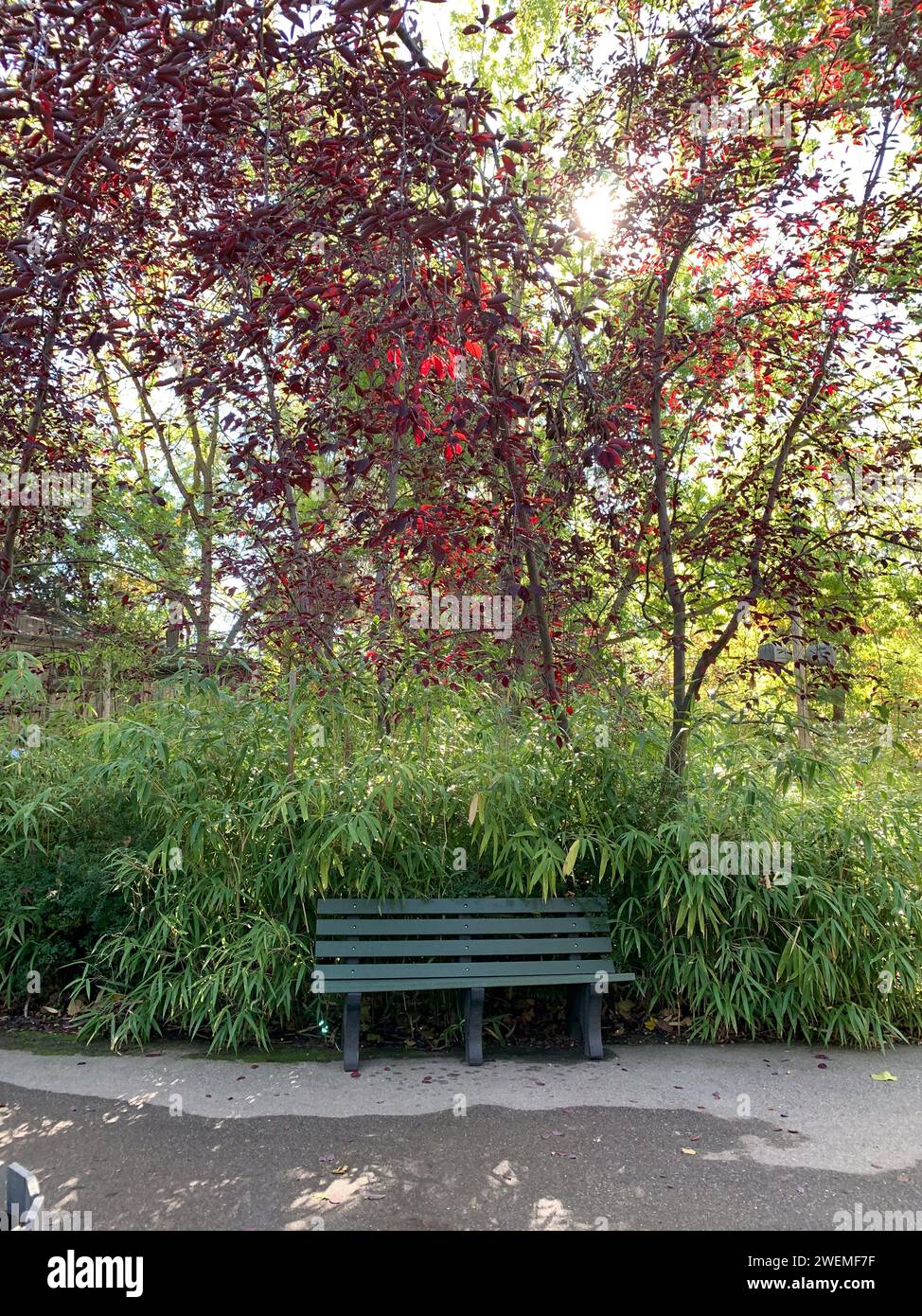 Panca isolata in un lussureggiante giardino Foto Stock
