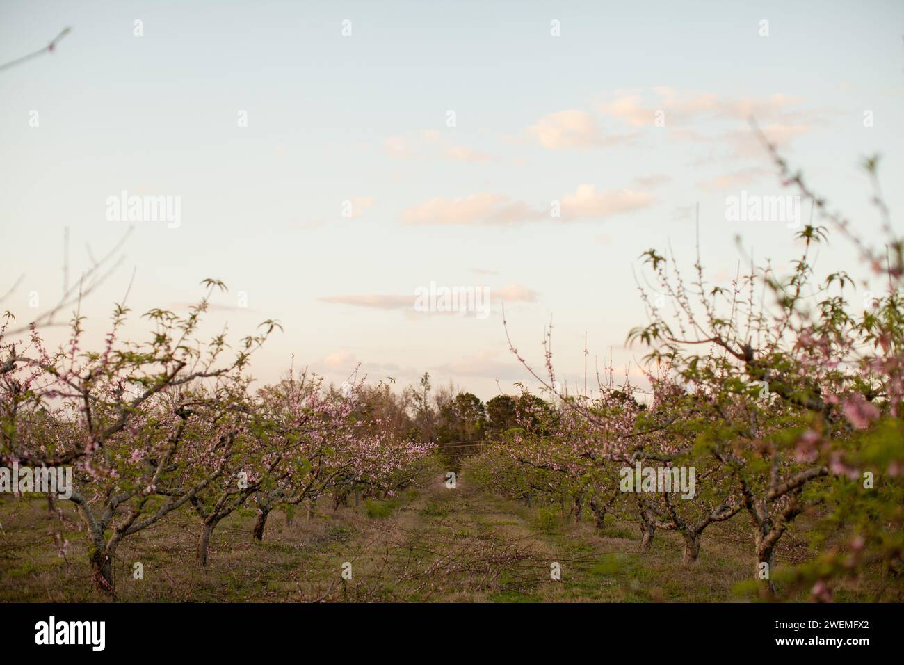 Frutteto di pesca con piccole fioriture rosa nella Georgia del Sud Foto Stock