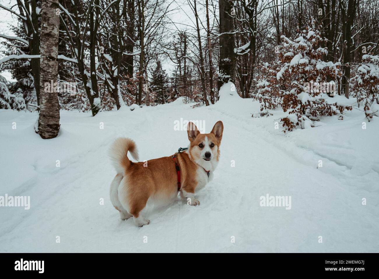 Il cane Corgi ci guarda nella foresta invernale Foto Stock