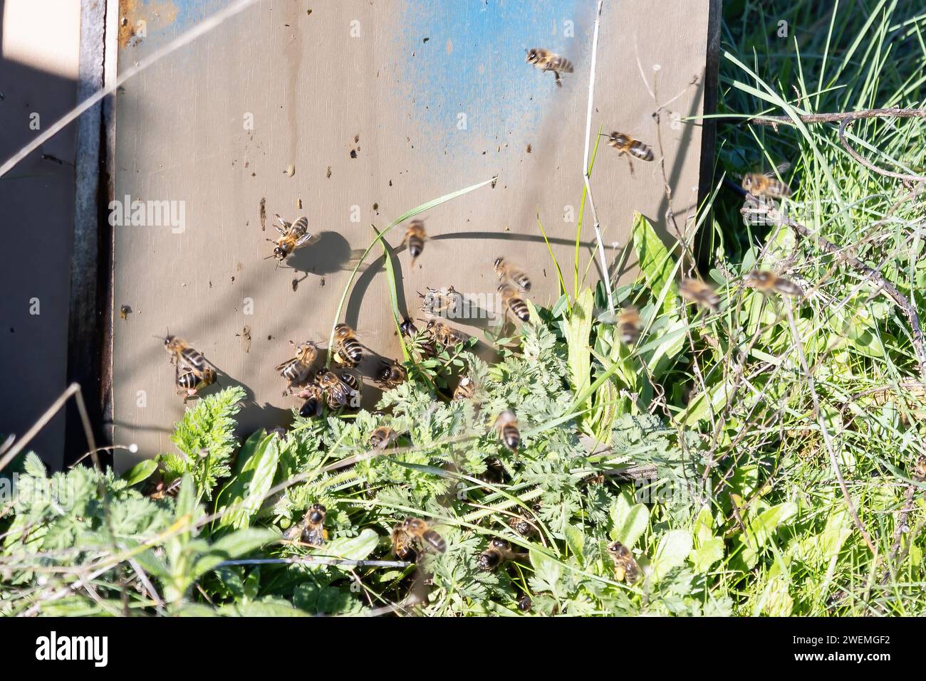 Attività delle api mellifere in un tradizionale alveare di legno nelle montagne huelva per l'impollinazione delle piantagioni e l'ottenimento del miele Foto Stock