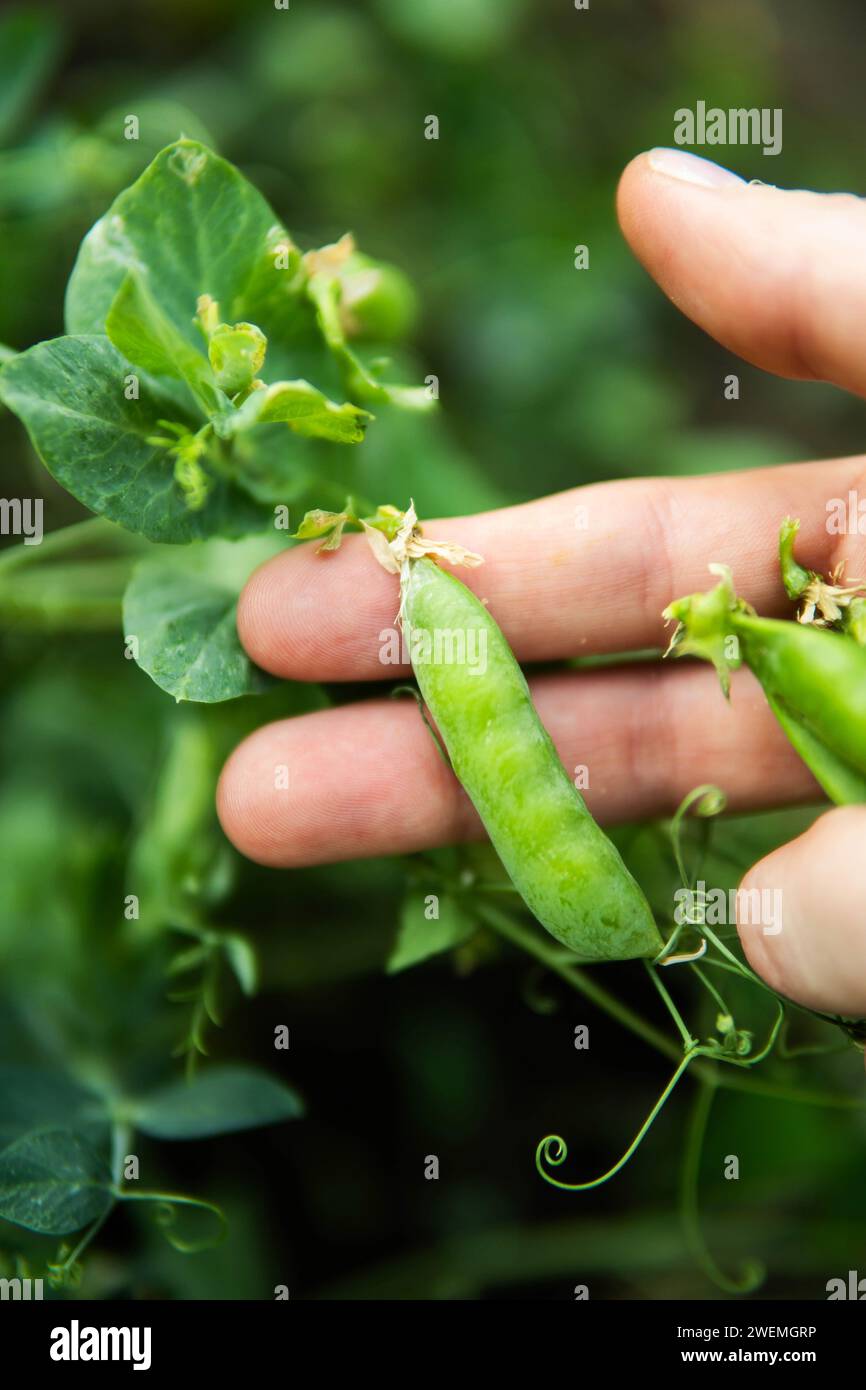 Mani che tengono i piselli appena raccolti dal giardino. Foto Stock