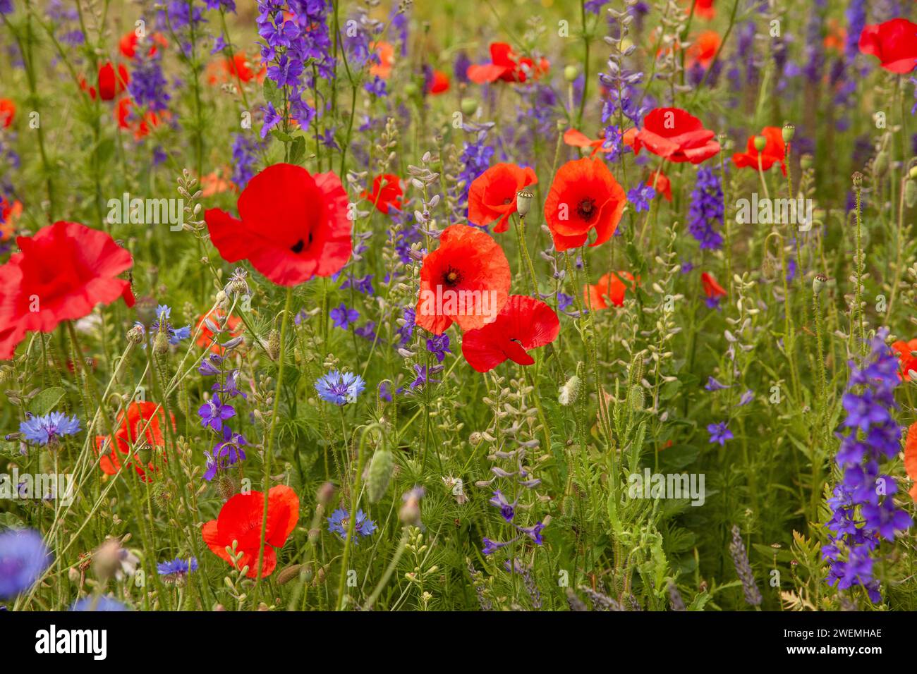 Incredibile letto di fiori di primavera con papaveri rossi e lavanda Foto Stock