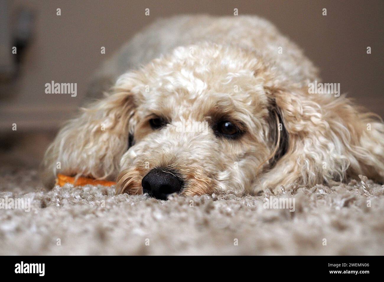 Un cane cockapoo si rilassa a casa Foto Stock