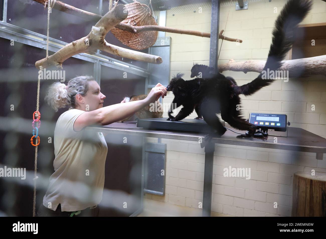 Erfurt, Germania. 26 gennaio 2024. Il custode degli animali Christin Knall esamina le scimmie macachi nere durante l'inventario annuale. Il parco zoologico nella capitale dello stato ha ottenuto un equilibrio positivo alla conferenza stampa di oggi. Secondo lo zoo, un totale di 1088 animali vivono nel parco zoologico. Credito: Bodo Schackow/dpa/Alamy Live News Foto Stock