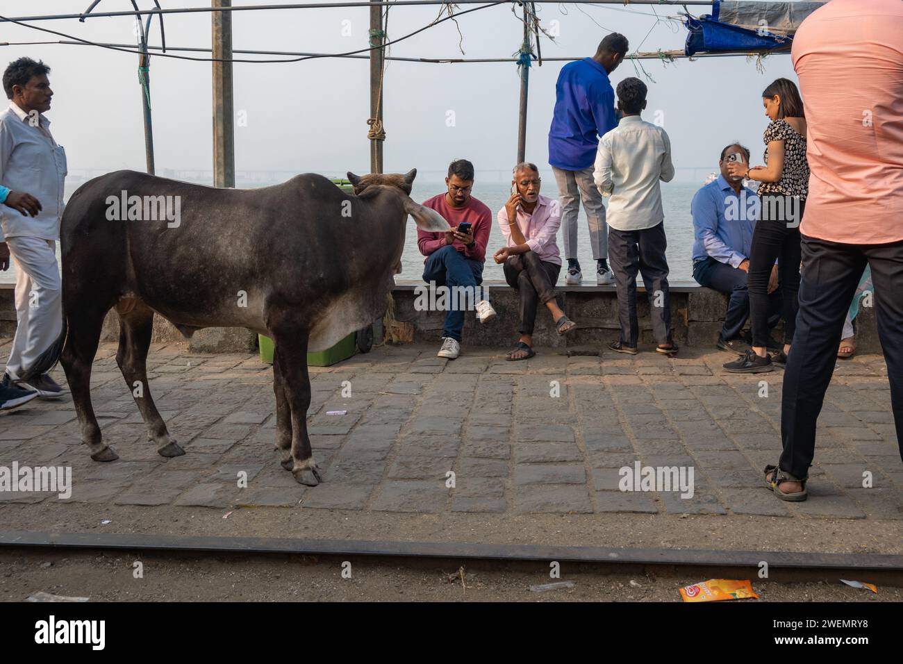 Mumbai, Maharashtra, India, Una mucca e un popolo indiano per strada, solo editoriale. Foto Stock