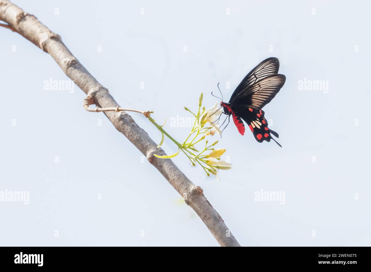 Papilio memnon, il grande mormone, è una grande farfalla originaria dell'Asia meridionale che appartiene alla famiglia della coda di rondine fotografata nella giungla di Foto Stock