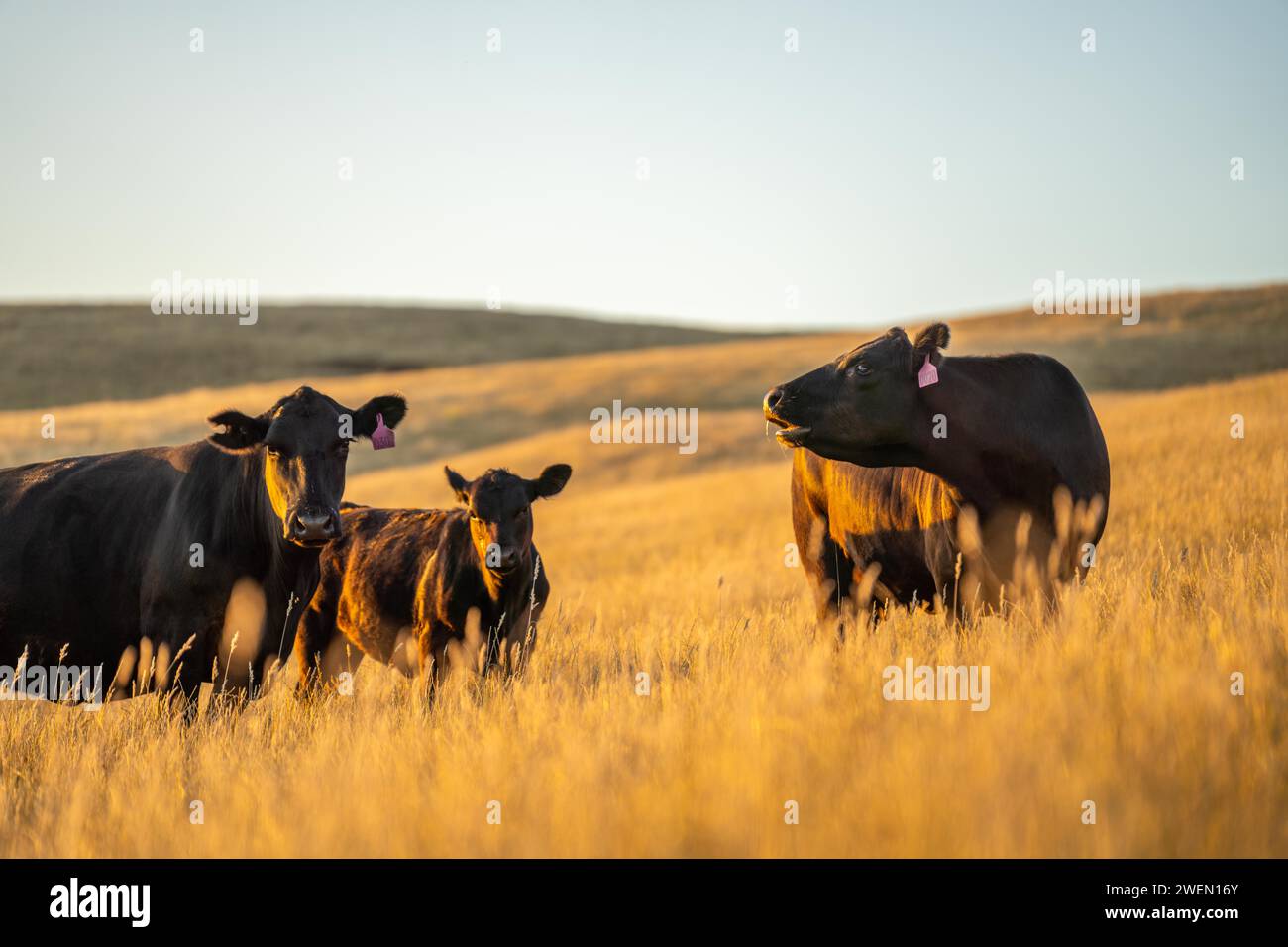 Agricoltura olistica di mucche di Angus, wagyu e Murray Grey che mangiano lunghi pascoli in un'estate calda e secca al crepuscolo in Australia Foto Stock