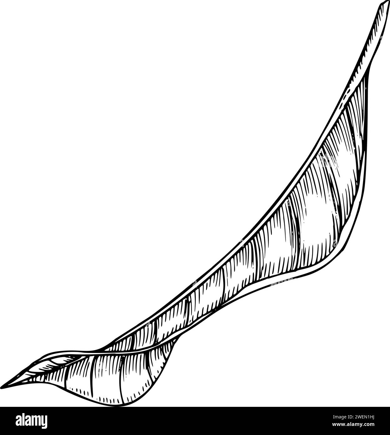 Illustrazione vettoriale Palm Leaf. Ramo di albero tropicale della giungla disegnato a mano in stile lineare su sfondo isolato. Disegno inciso di fogliame della foresta pluviale per icona o logo. Pittura botanica di piante. Illustrazione Vettoriale