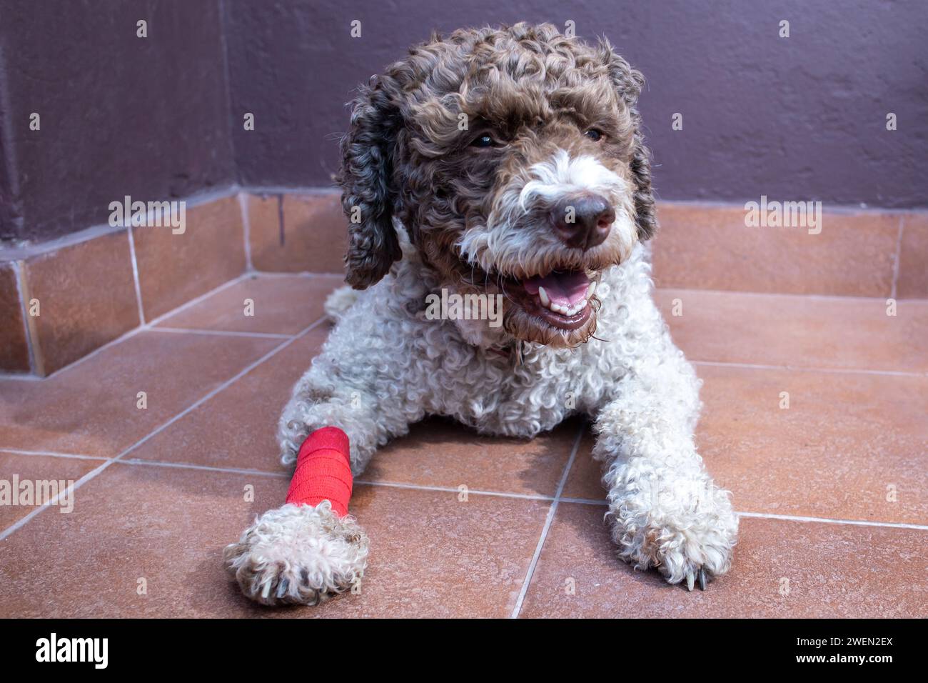 cane ferito con gamba bendata Foto Stock