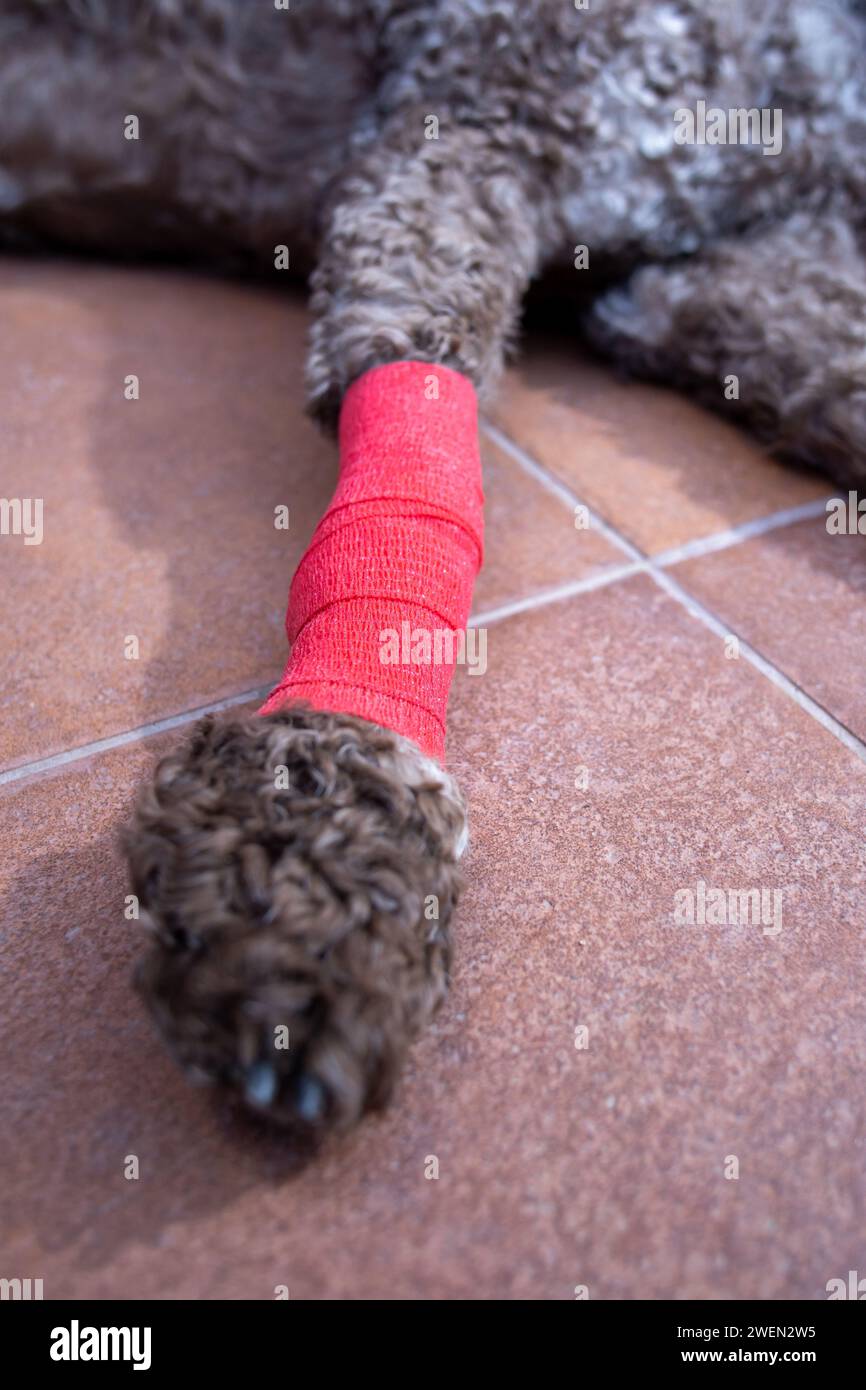 primo piano del cane con gamba bendata Foto Stock