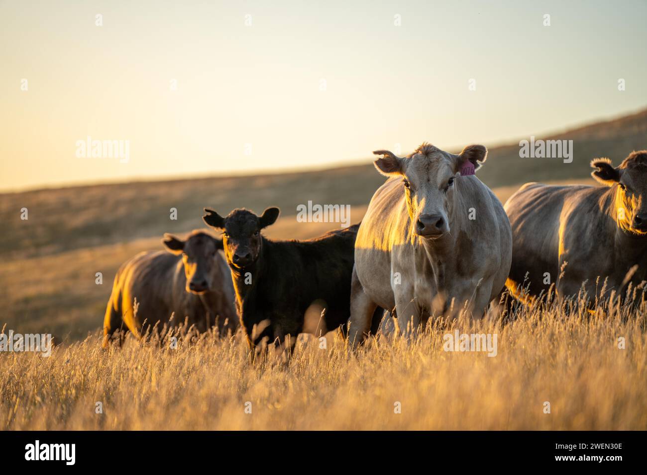 Agricoltura olistica di mucche di Angus, wagyu e Murray Grey che mangiano lunghi pascoli in un'estate calda e secca al crepuscolo in Australia Foto Stock