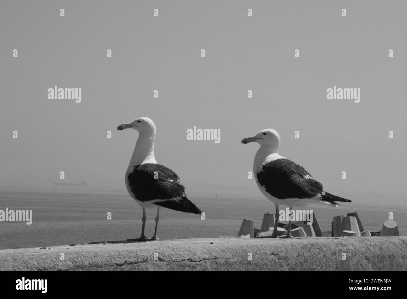 Coppia di gabbiani Foto Stock