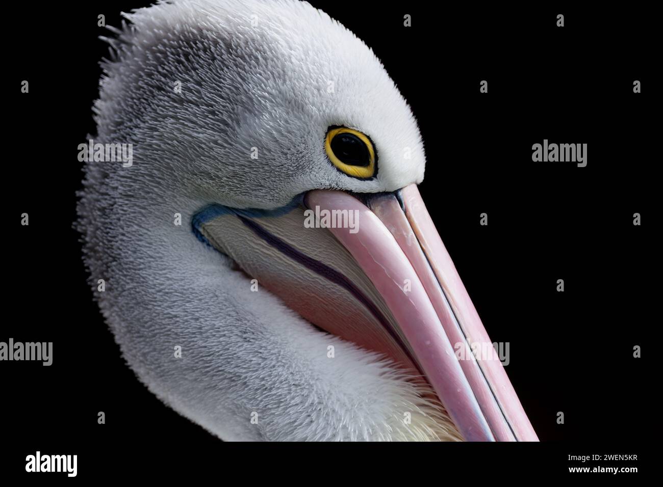 Un ritratto ravvicinato di un pellicano australiano (Pelecanus conspicillatus). Il pellicano australiano è un grande uccello acquatico. Uccelli in ambiente naturale. Foto Stock