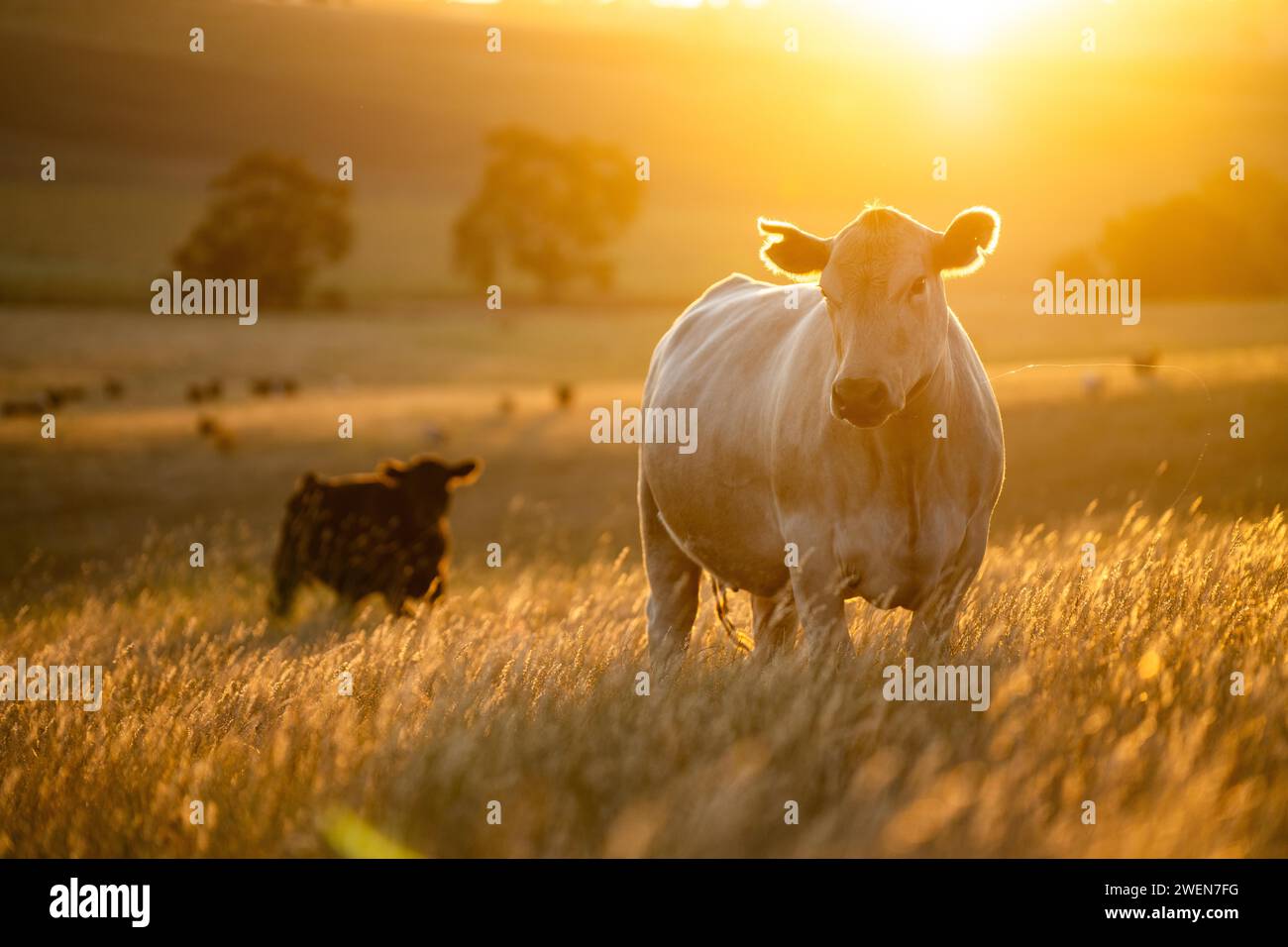 Rigenerativo Stud Angus, wagyu, Murray grigio, mucche da latte e manzo e tori pascolo su erba e pascolo in un campo. Gli animali sono biologici e liberi r Foto Stock