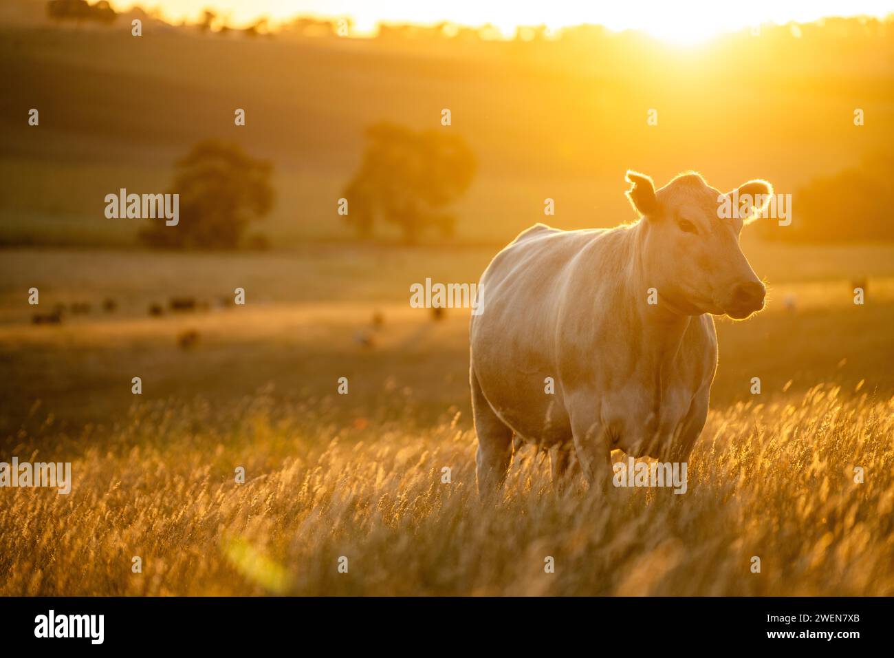 Agricoltura olistica di mucche di Angus, wagyu e Murray Grey che mangiano lunghi pascoli in un'estate calda e secca al crepuscolo in Australia Foto Stock