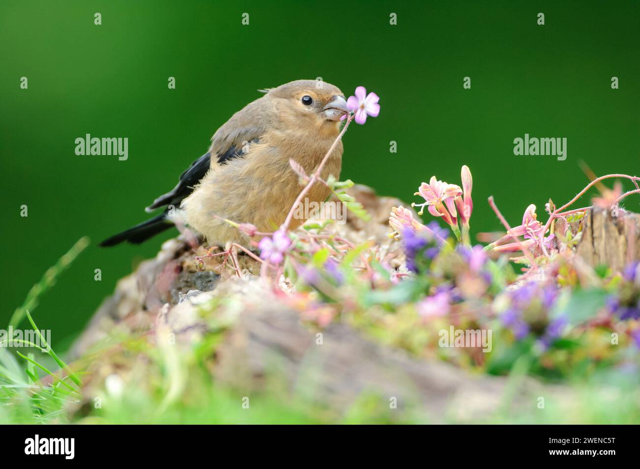 Bue eurasiatica Pyrrhula pyrrrhula, giovinezza che si nutre di fiori di robert e teste di semi, luglio. Foto Stock
