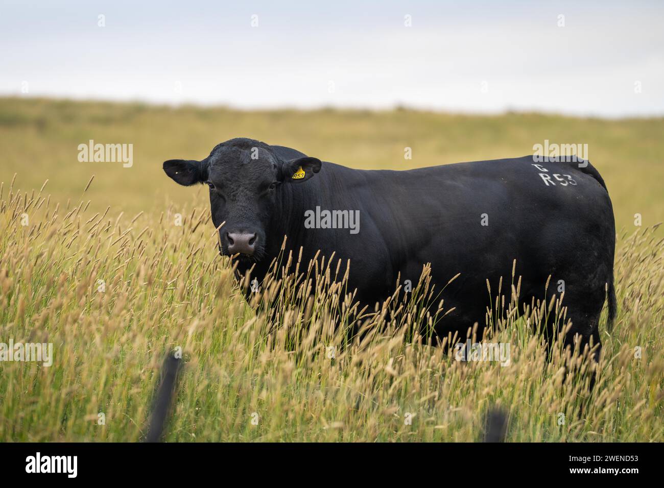 Agricoltura olistica di mucche di Angus, wagyu e Murray Grey che mangiano lunghi pascoli in un'estate calda e secca al crepuscolo in Australia Foto Stock