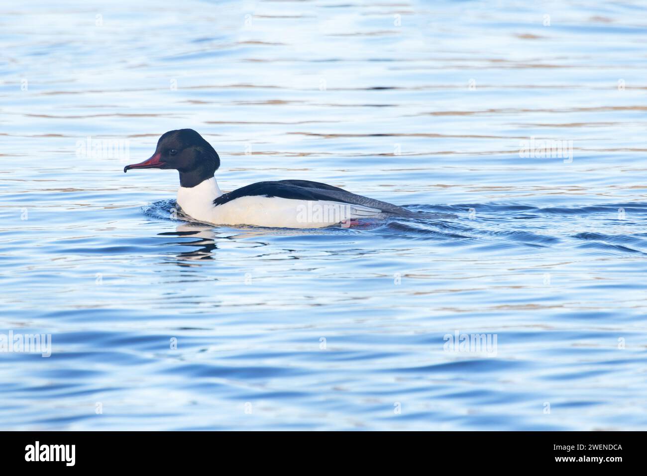 Goosander (Mergus merganser) estate colmo maschio Whitlingham CP Norfolk gennaio 2024 Foto Stock