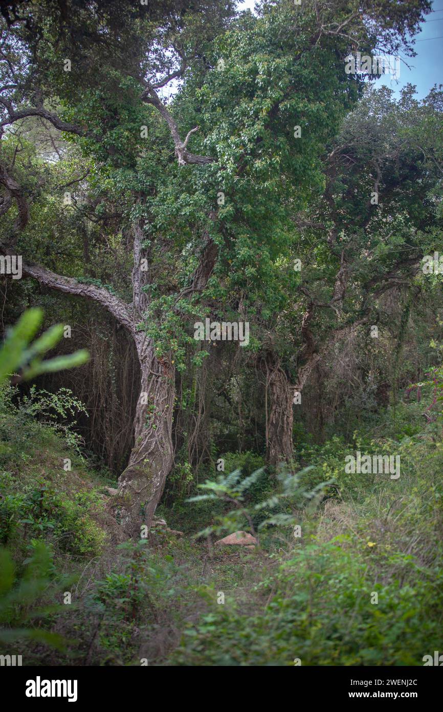 costa marina, località, montagne, foresta, mare, rocce, sentieri di montagna, turismo, località ecologica, città costiera, fauna selvatica, città costiera spagnola, Tossa de Foto Stock
