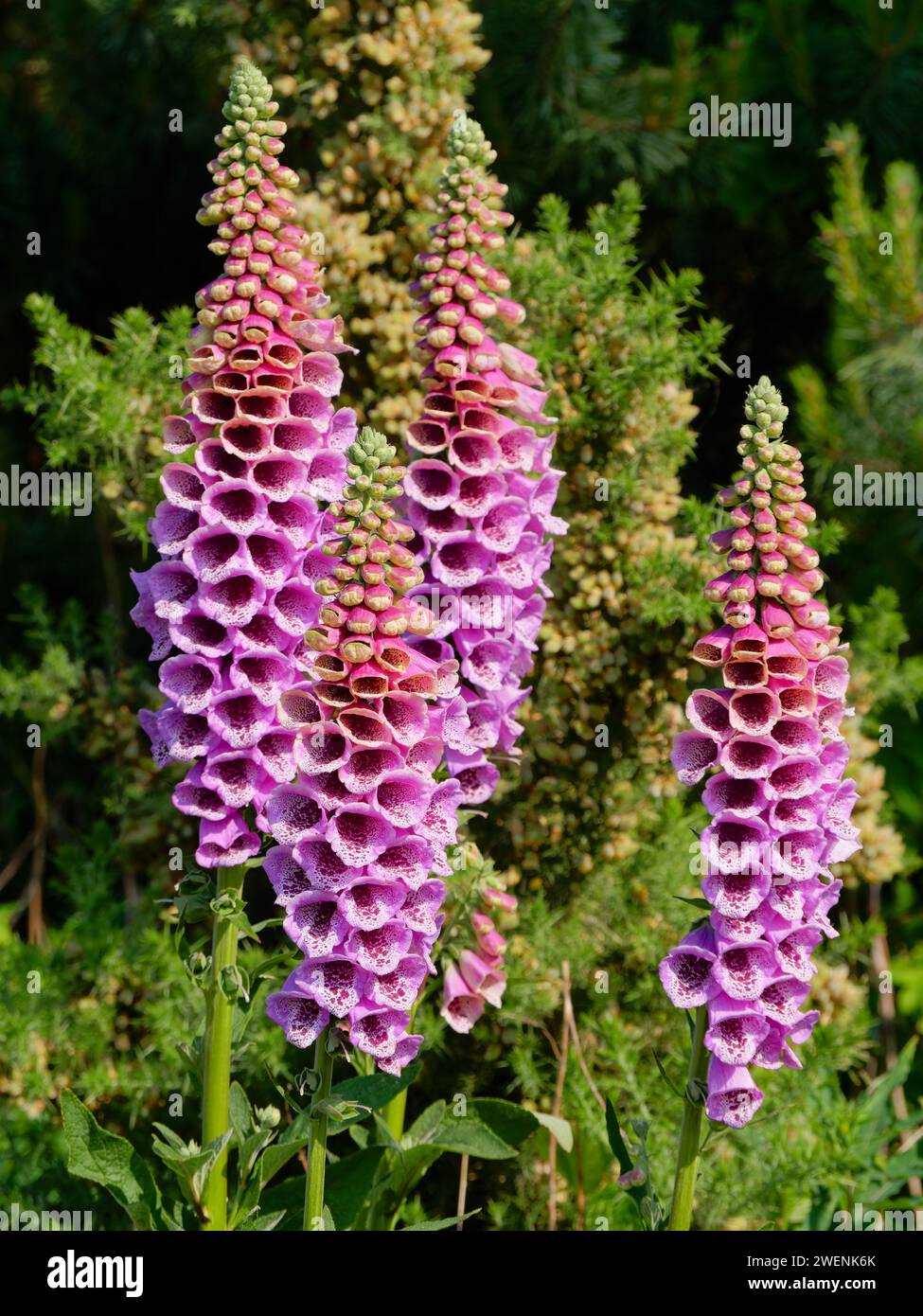 Fiori di Foxglove nel bosco di Folly Tower a Faringdon, Oxfordshire, Inghilterra - Digitalis purpurea - pianta tossica utilizzata nella medicina di trattamento Foto Stock