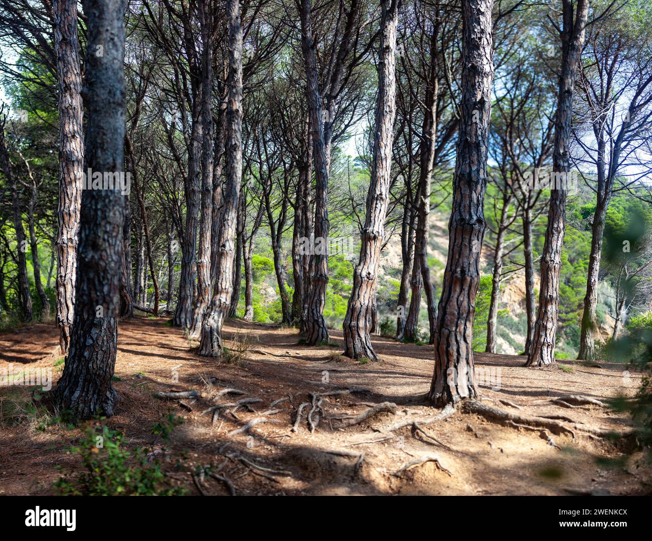 costa marina, località, montagne, foresta, mare, rocce, sentieri di montagna, turismo, località ecologica, città costiera, fauna selvatica, città costiera spagnola, Tossa de Foto Stock