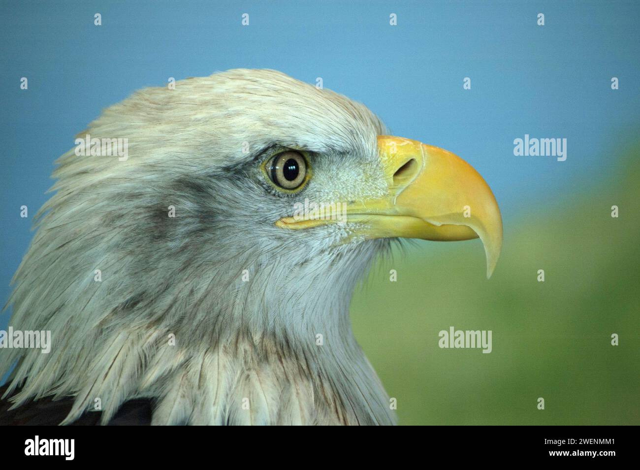 Profilo di un'aquila calva Foto Stock