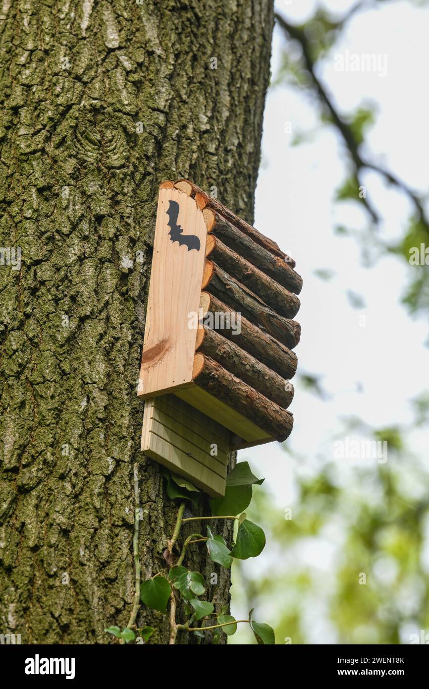 Nuova scatola per pipistrelli per fornire siti di nidificazione e rootsing montati su un albero nel bosco del Regno Unito. Foto Stock