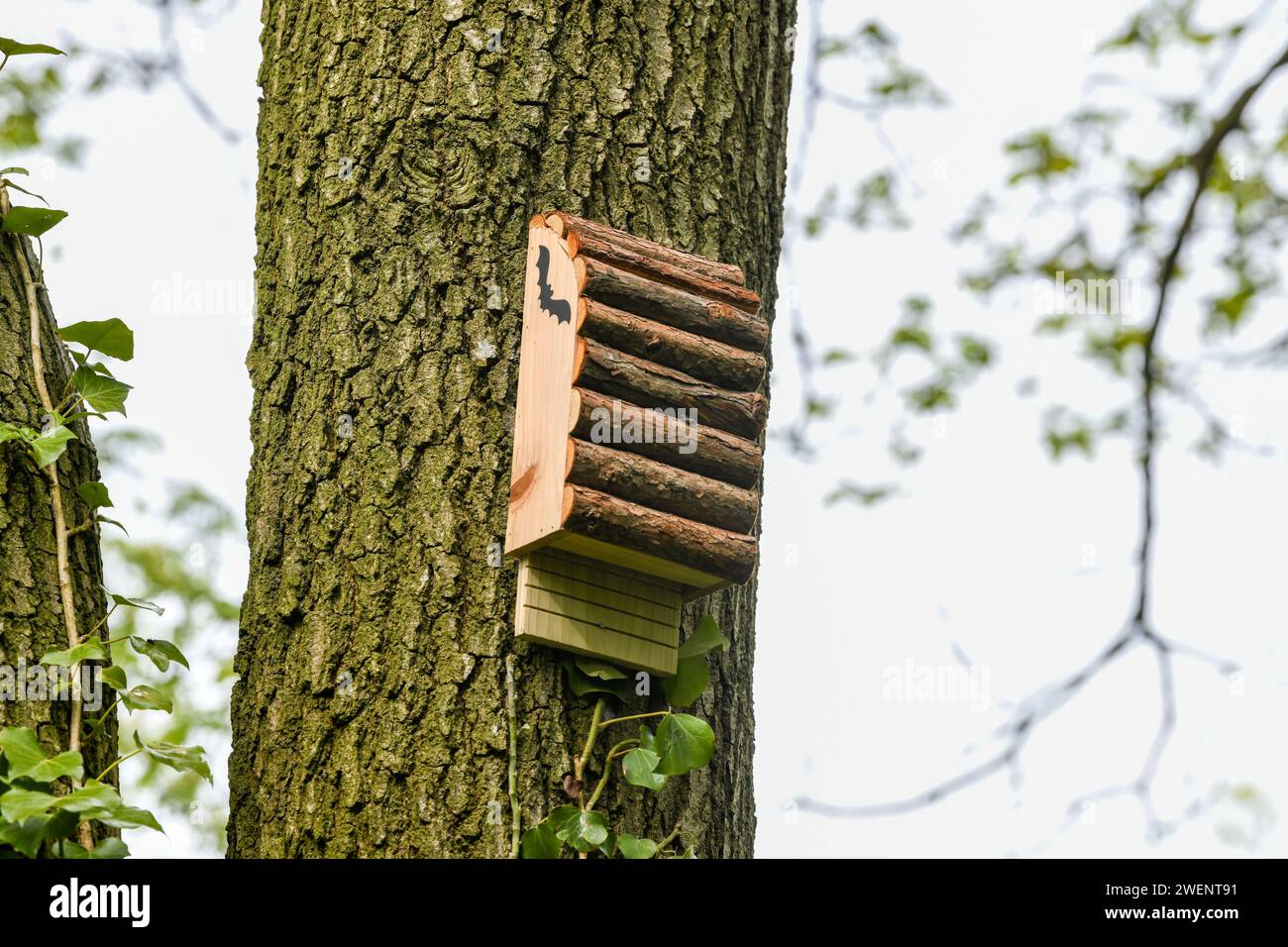 Nuova scatola per pipistrelli per fornire siti di nidificazione e rootsing montati su un albero nel bosco del Regno Unito. Foto Stock