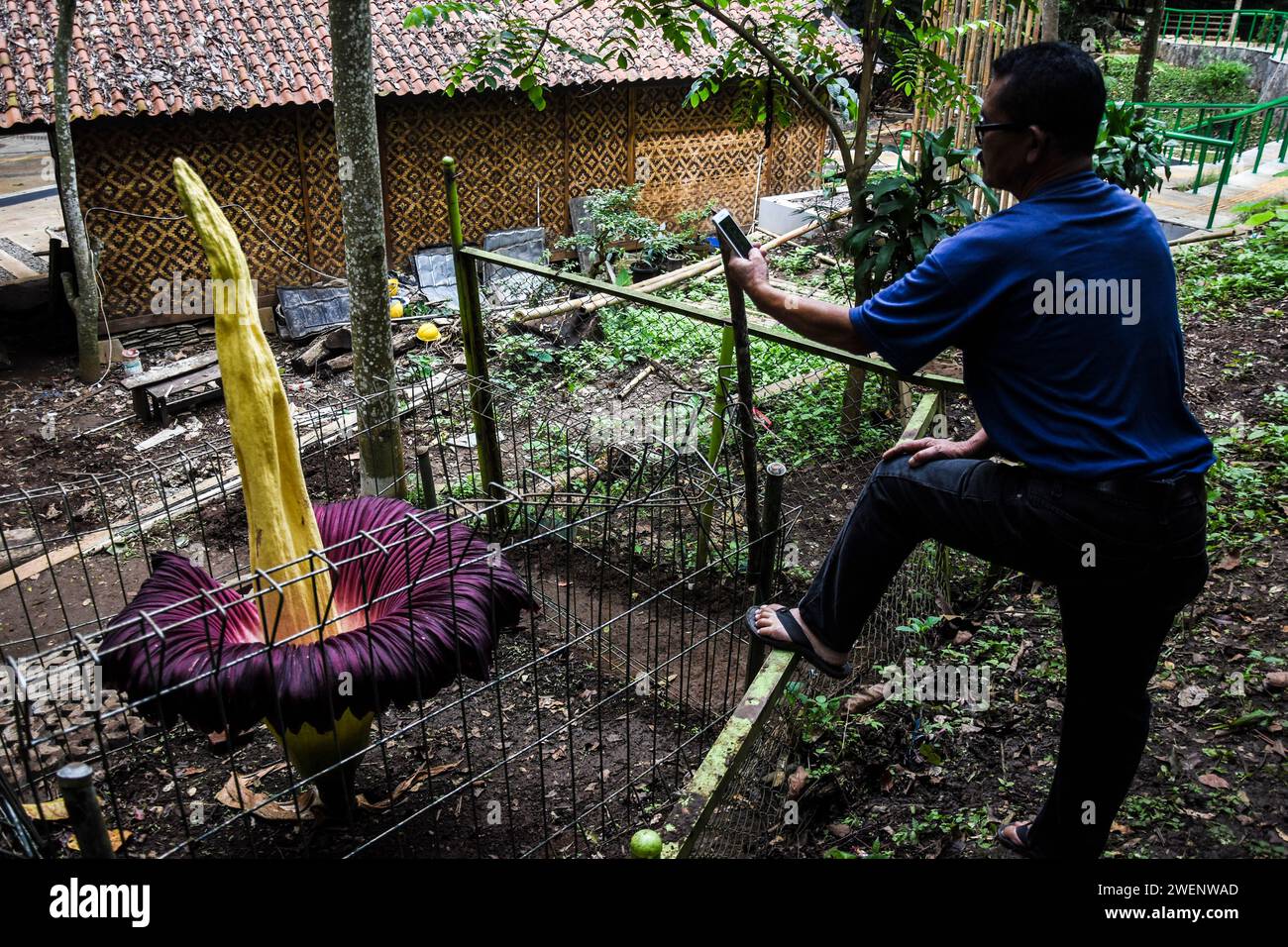 I visitatori potranno ammirare il gigantesco fiore del cadavere Amorphophallus Titanum che fiorisce nel Parco forestale IR. H. Djuanda a Bandung, Giava Occidentale, Indonesia il 26 gennaio 2024. Il fiore del cadavere originario di Sumatra, Indonesia, che raggiunge un'altezza di 207 centimetri e un diametro di 80 centimetri, impiega dai tre ai quattro anni per fiorire completamente ed è uno dei tipi di fiori protetti al mondo. (Foto di Dimas Rachmatsyah/Sipa USA) Foto Stock