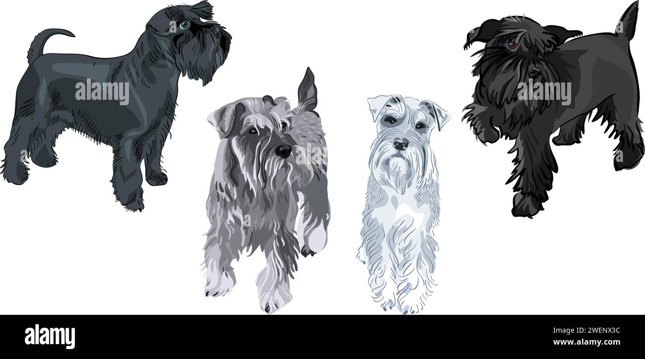 Set di cani razza Schnauzer in miniatura Illustrazione Vettoriale