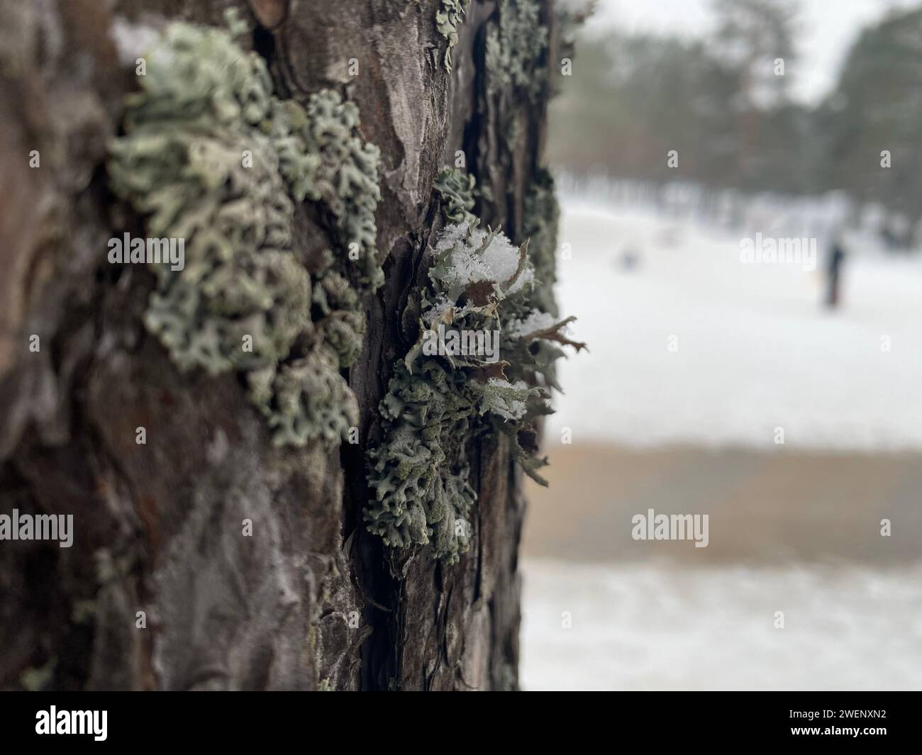 Sperimenta l'albero attraverso il fardello del passato, che mostra il muschio Foto Stock