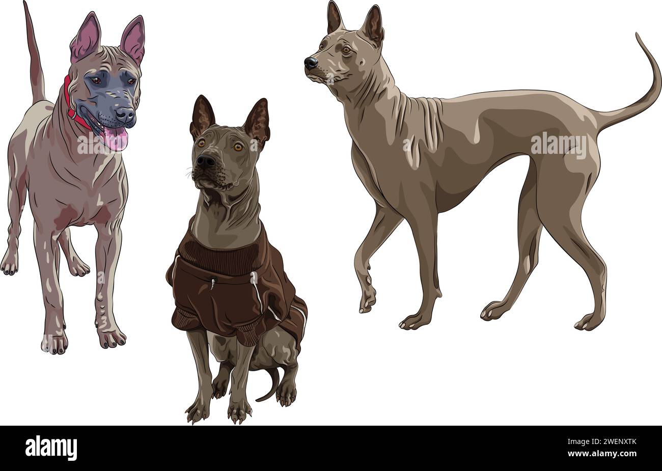 Set vettoriale di razza Thai Ridgeback Dogs Illustrazione Vettoriale