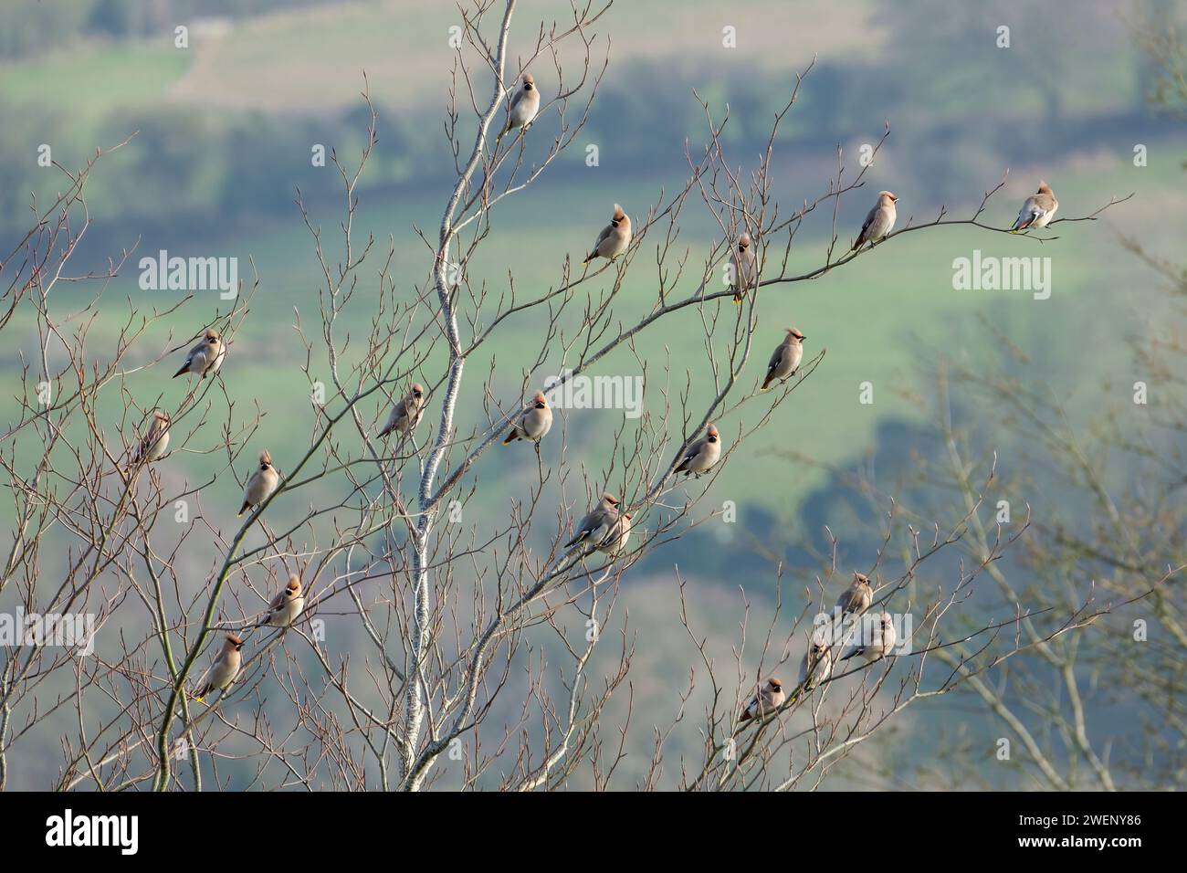 Un piccolo gregge di Waxwings, Bombycilla garrulus, arroccato su un albero durante una visita invernale nel Regno Unito Foto Stock